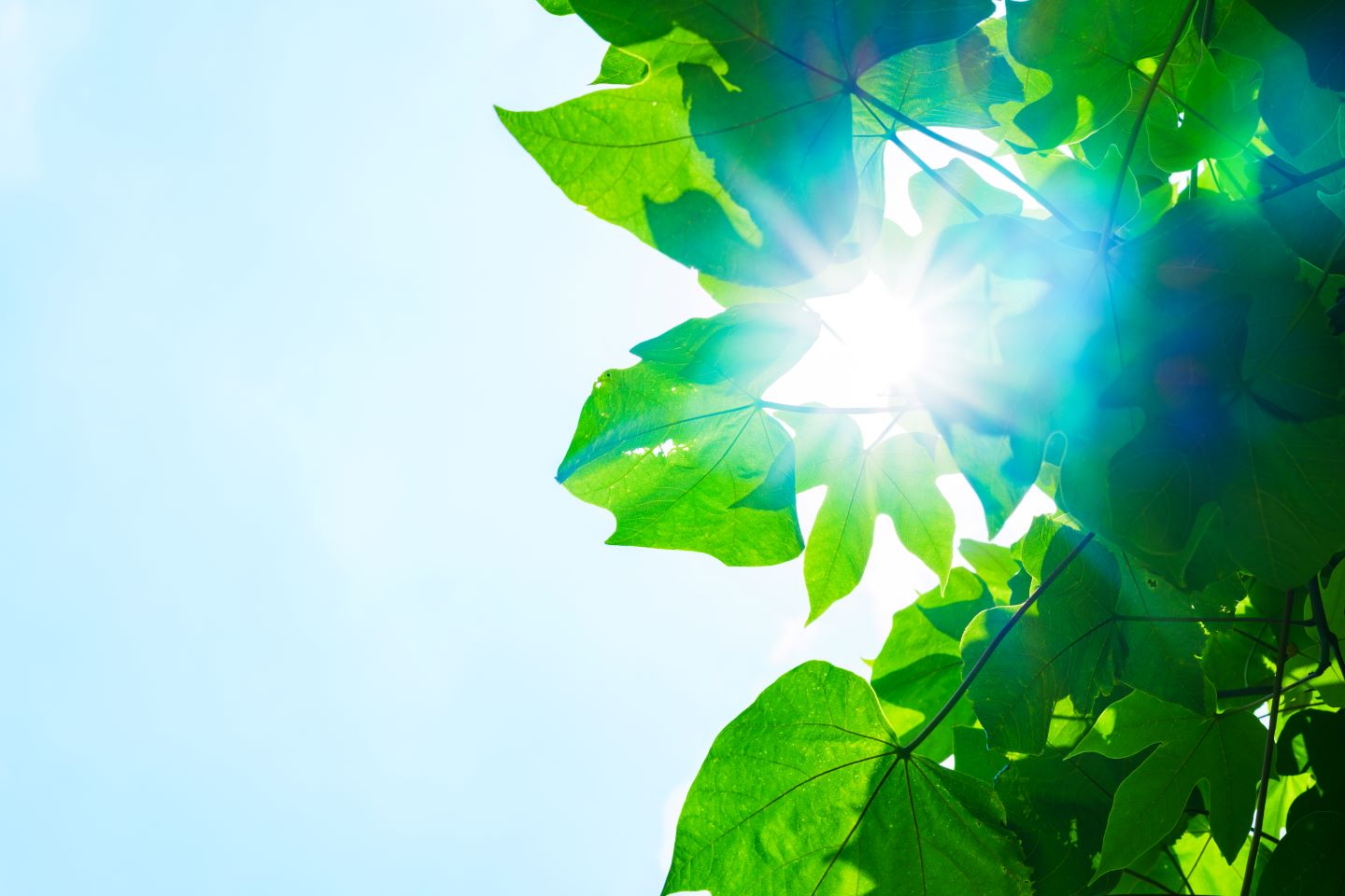 Net Zero Header image